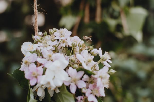 Floral Bloom